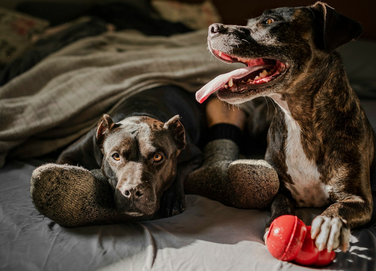 Caring for Hairless and Coated Xolos